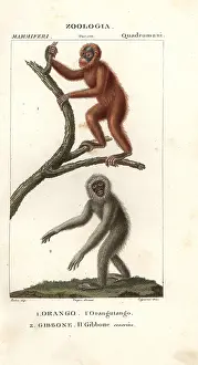 Moloch: Orang utan, Pongo pygmaeus (endangered) and