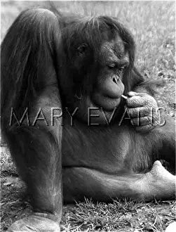 Ruminating: ORANG UTAN RUMINATING