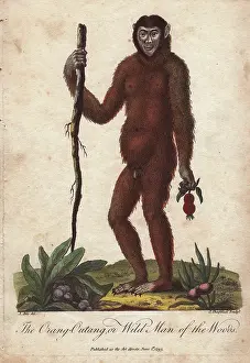 Sibly: The Orang Utan or Wild Man of the Woods (Pongo