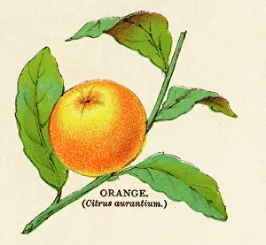 Aurantium: ORANGE