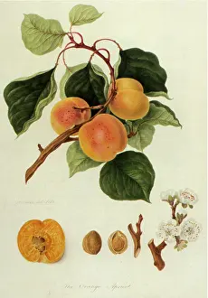 Linnaeus: Orange Apricots