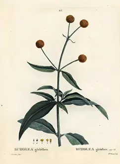 Poupee: Orange-ball-tree or orange ball buddleja, Buddleja globosa