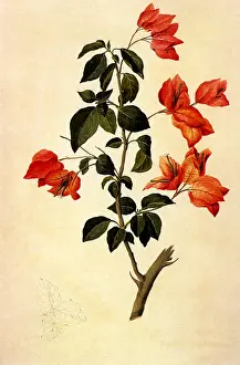 Spectabilis: Orange Bougainvillaea