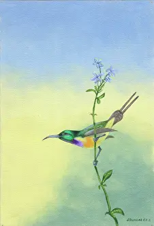 Dundas: Orange-breasted Sun Bird