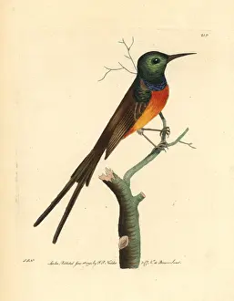 Violacea: Orange-breasted sunbird, Anthobaphes violacea