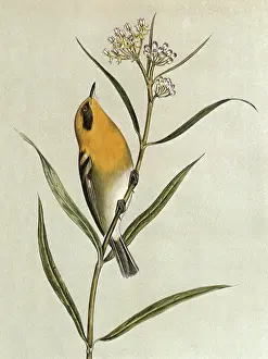 Warbler: Orange-breasted Warbler, Sylvicola olivacea