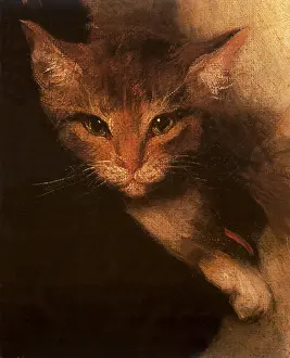 Felines: Orange Cat