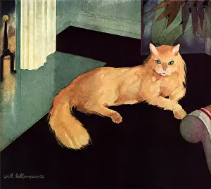 Tawny: Orange Cat on Black Rug