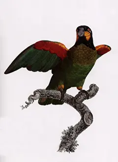 Barraband: Orange-cheeked Parrot, Pionopsitta barrabandi