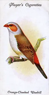 Cheeked: Orange-Cheeked Waxbill