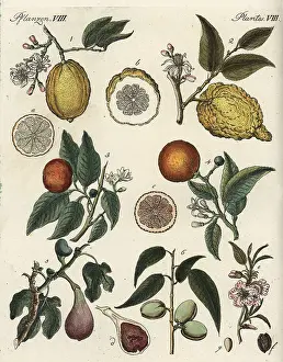 Amygdalus: Orange, citron, fig and almond
