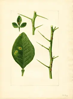 Seedling: orange - citrus - fruit - food