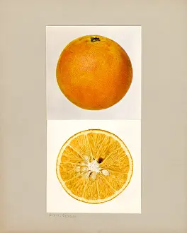 Halves: orange - citrus - fruit - food