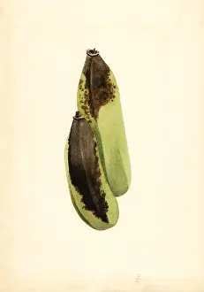 Aurantium: orange - citrus - fruit - food
