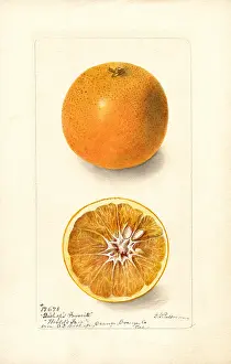 Halves: orange - citrus - fruit - food