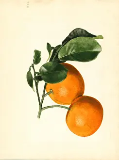 Aurantium: orange - citrus - fruit - food