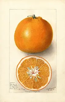 Halves: orange - citrus - fruit - food