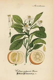 Risso: Orange, Citrus x aurantium. Orange, Citrus x aurantium