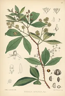 Aculeata: Orange climber, Toddalia asiatica