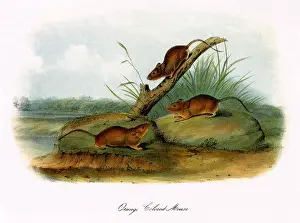 Mice: Orange-Colored Mice