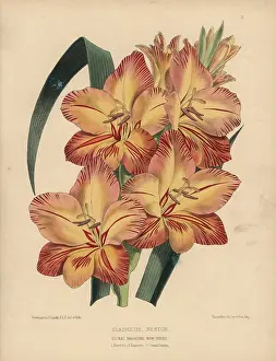 Dombrains: Orange and crimson Gladiolus nestor