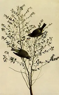 Warblers: Orange-Crowned Warblers