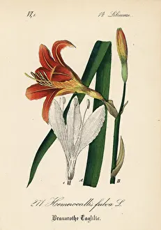 Schlechtendal: Orange day lily, Hemerocallis fulva