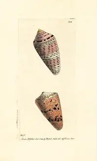 Cobweb: Orange flag and cobweb cone shells, Conus