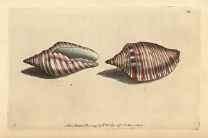 Volute: Orange flag shell or orange-striped volute, Voluta arausiaca