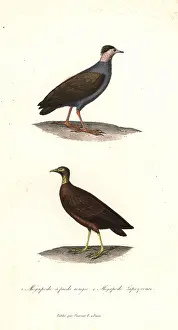 Megapodius: Orange-footed scrubfowl and Micronesian scrubfowl