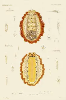 Anthropods: Orange Fringed Slug