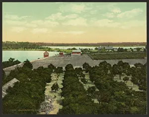 C1904: Orange grove and pineries