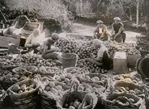 Harvested: Orange harvest in Palestine