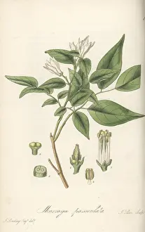 William Blackwood: Orange jasmine, Murraya paniculata