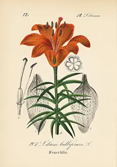 Schlechtendal: Orange lily or fire lily, Lilium bulbiferum