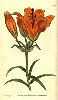 Bulbiferum: Orange lily, Lilium bulbiferum