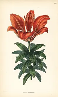 Sanguineum: Orange lily, Lilium bulbiferum