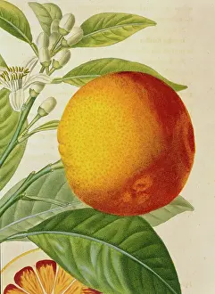 Sinensis: Orange de Malte, Maltese blood orange