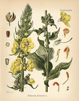 Mullein: Orange mullein, Verbascum phlomoides
