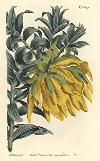 Splendens: Orange nodding-head or mountain dahlia, Liparia splendens