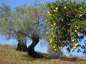 Ripe: Orange and olive trees in early spring, Andalucia, Spain