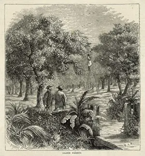 ORANGE ORCHARD, FLORIDA