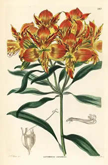 Shrubbery: Orange Peruvian lily, Alstroemeria aurea