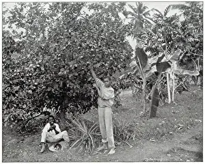 Picks: Orange picking in Jamaica