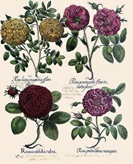Centifolia: Orange, Pink, and Red Roses