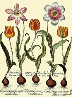 Tulips: Orange and Pink Tulips