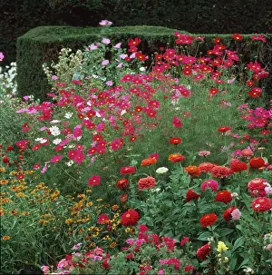 Perdereau: Orange, red and pink flowers ' Normandy