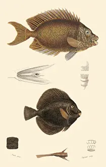 Surgeonfish: Orange Spinefoot and Surgeonfish