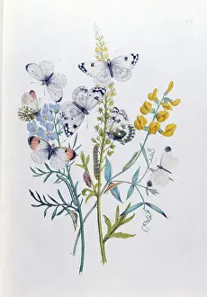 Humphreys: Orange-tip and Bath White Butterflies