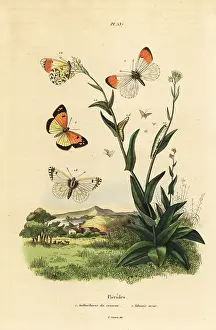Cresson: Orange tip and blue-spotted Arab